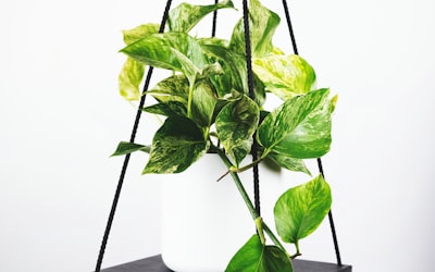 足球比赛精彩进球瞬间，球迷起立欢呼